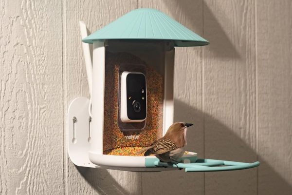 Best Bird Feeders With Cameras, Tested and Reviewed (2025)