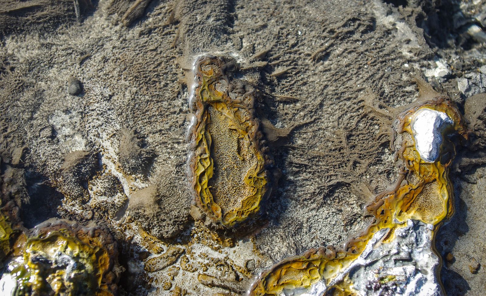 In the thermal spring Roadside West in Yellowstone National Park researchers isolated an unusual microbe from the...