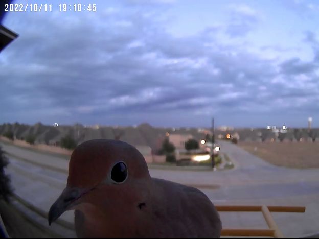 Camera on a bird feeder capturing a bird up close, curiously looking 