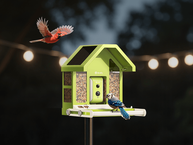 Image may contain: Animal, and Bird