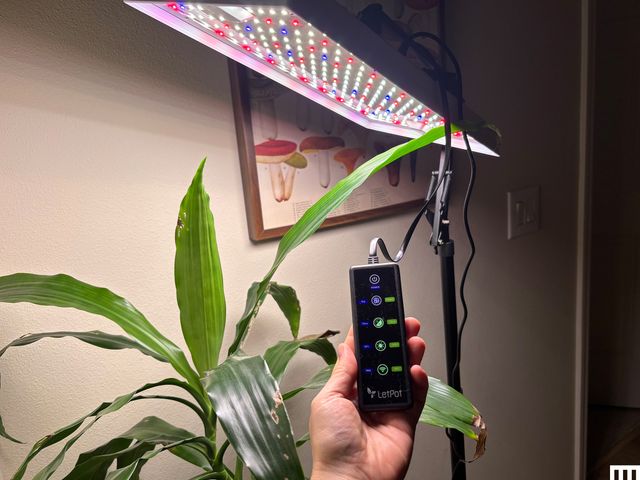 Closeup of a narrow lamp and a person's hand holding the remote in front of a houseplant