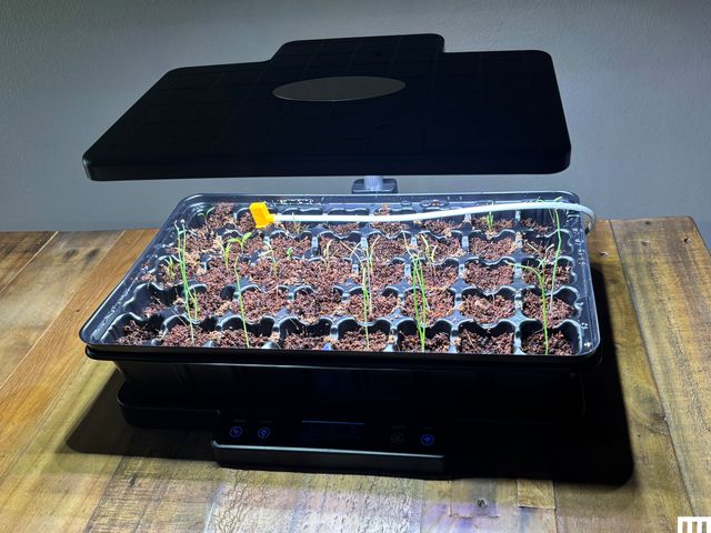 Container with small sprouts of plants underneath a lamp