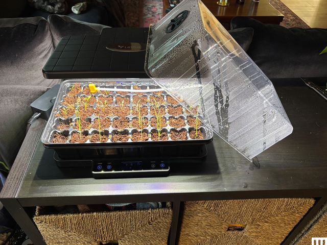 Container with small sprouts of plants with a clear lid leaning against the side