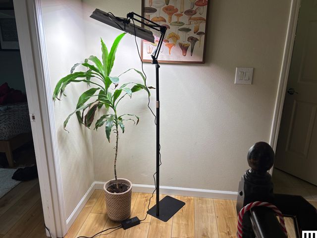 Narrow lamp hovering over a tall house plant
