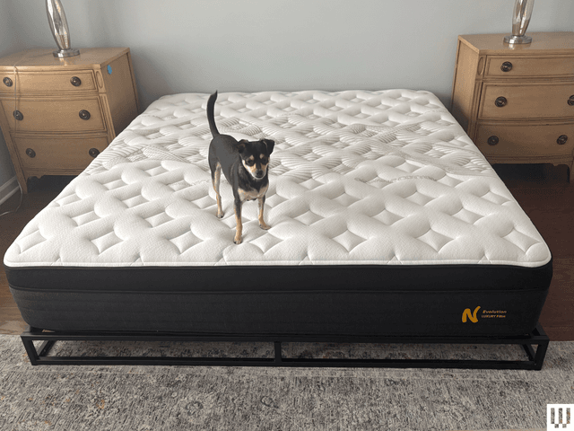 Image may contain: Furniture, Animal, Canine, Dog, Mammal, Pet, and Mattress