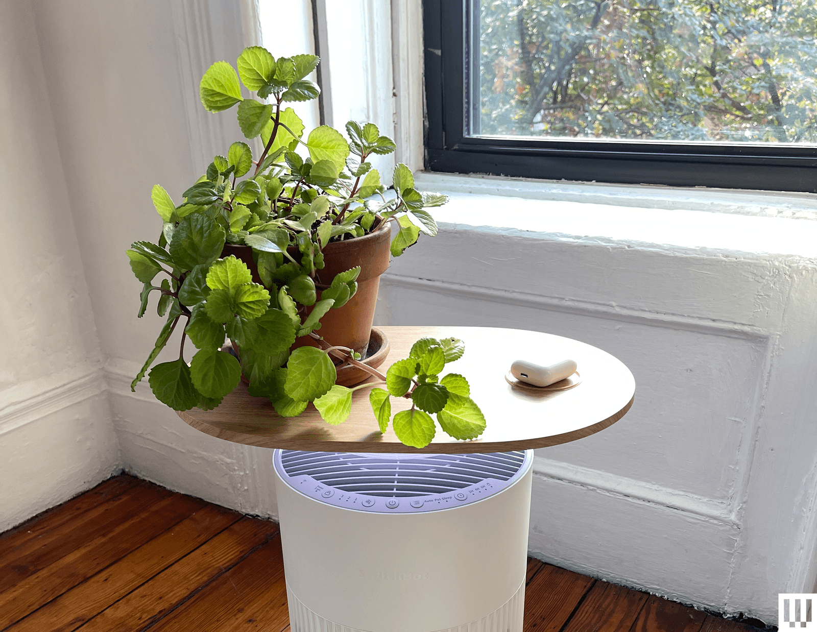 Image may contain Plant Window Windowsill Furniture Table and Tabletop