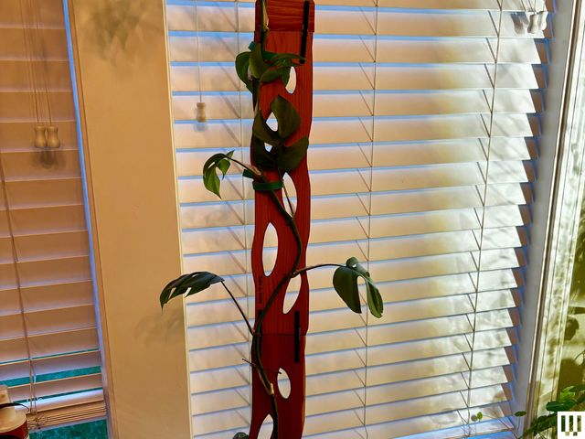 Image may contain: Plant, Potted Plant, Home Decor, Wood, Indoors, and Interior Design