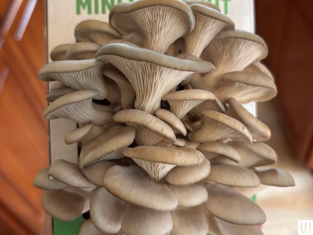 Image may contain: Agaric, Amanita, Fungus, Mushroom, and Plant