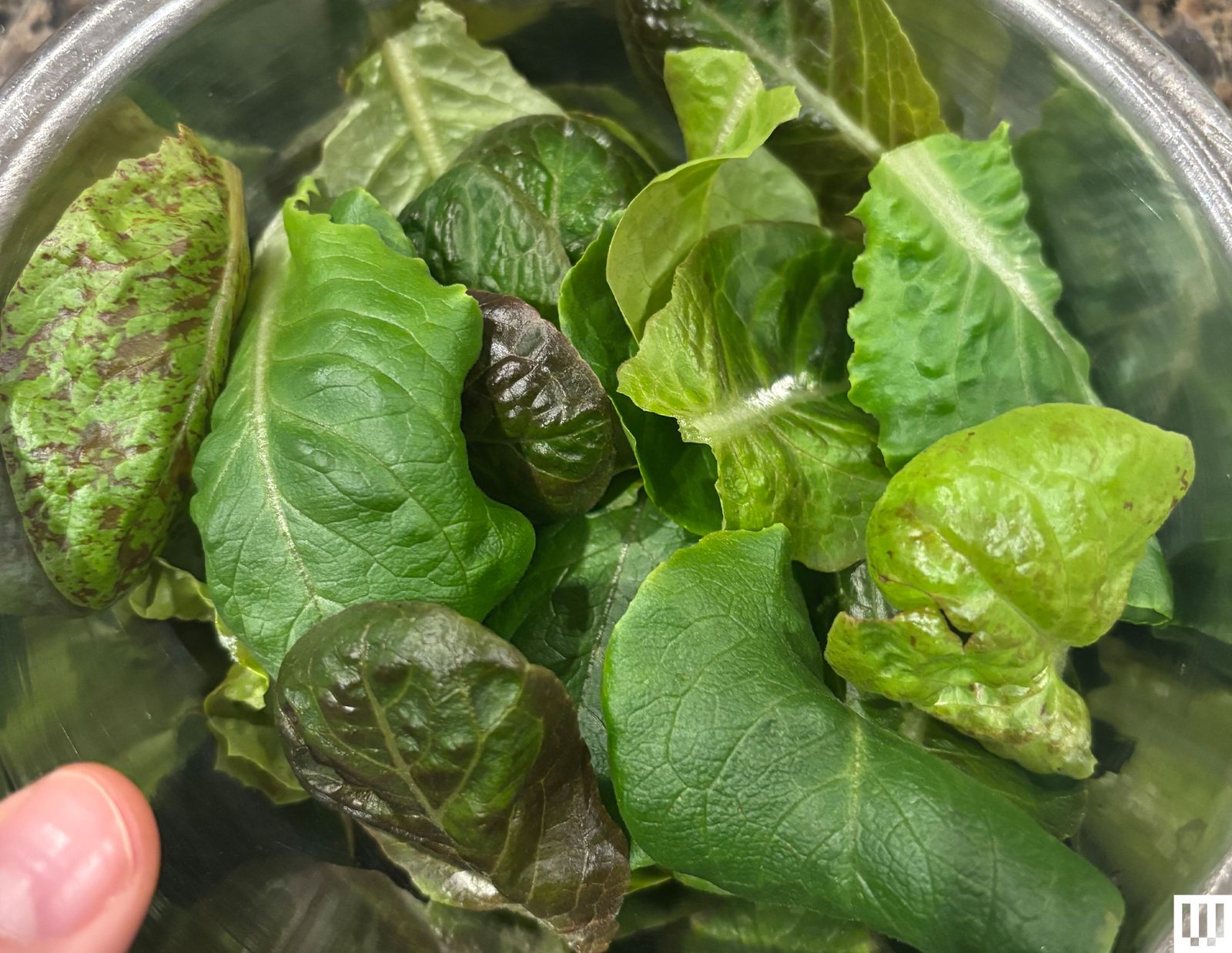 Image may contain Plant Food Produce Lettuce Vegetable Fruit and Pear