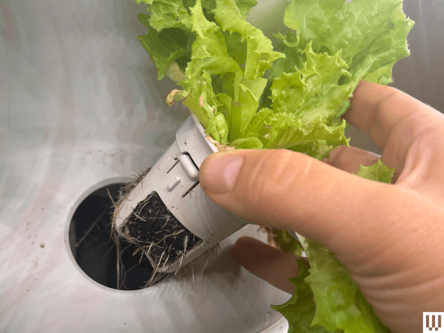 Image may contain: Food, Food Presentation, Produce, Lettuce, Plant, Vegetable, Baby, and Person
